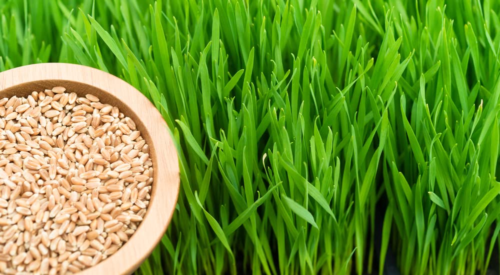 Hard Red Winter Wheat Berries 25 Pounds B622