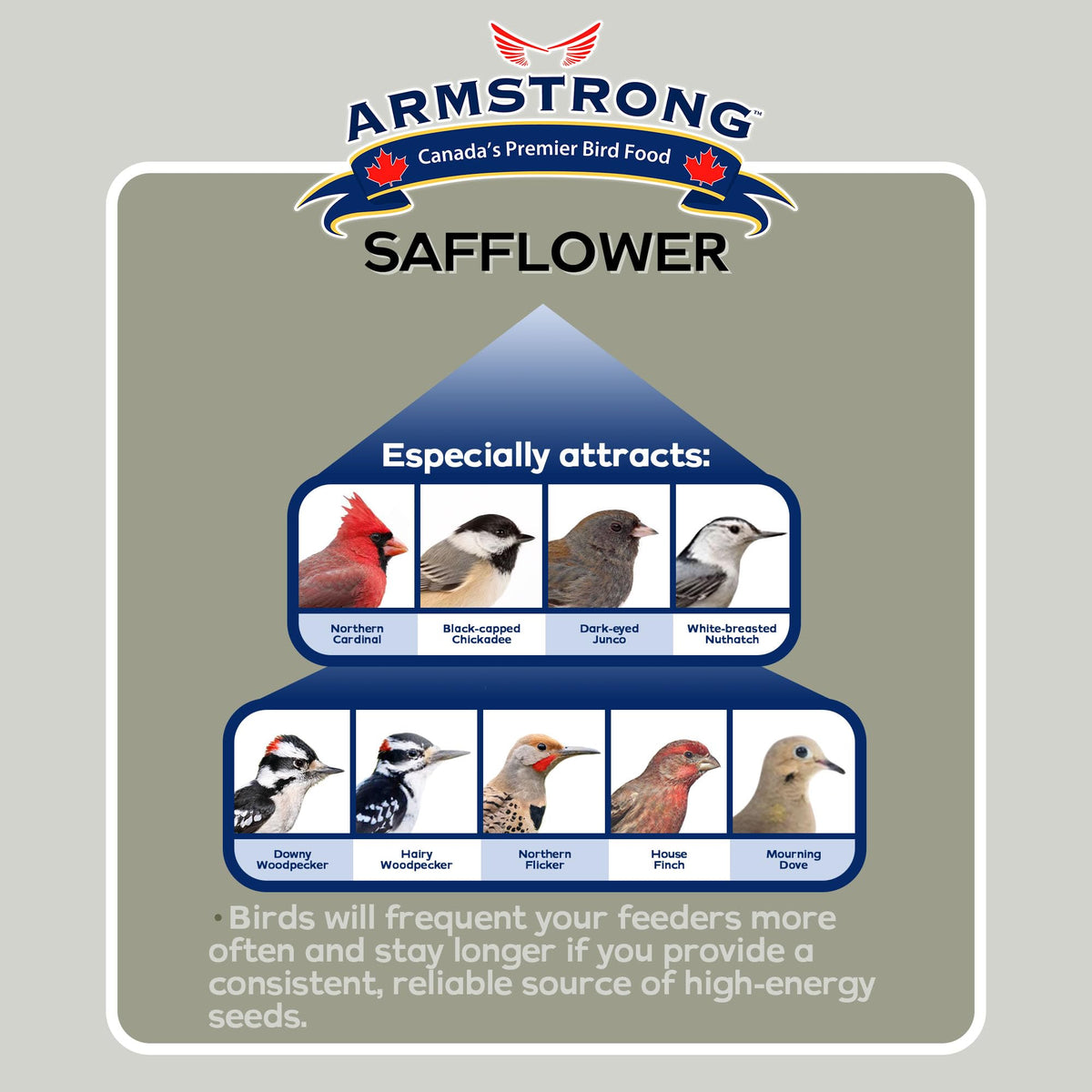 Safflower Bird Seed 20 Pounds Pack of 2 C8384