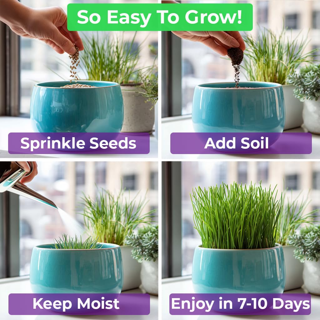 Cat Grass & Catnip Seeds 3 Pack Variety Kit R99485