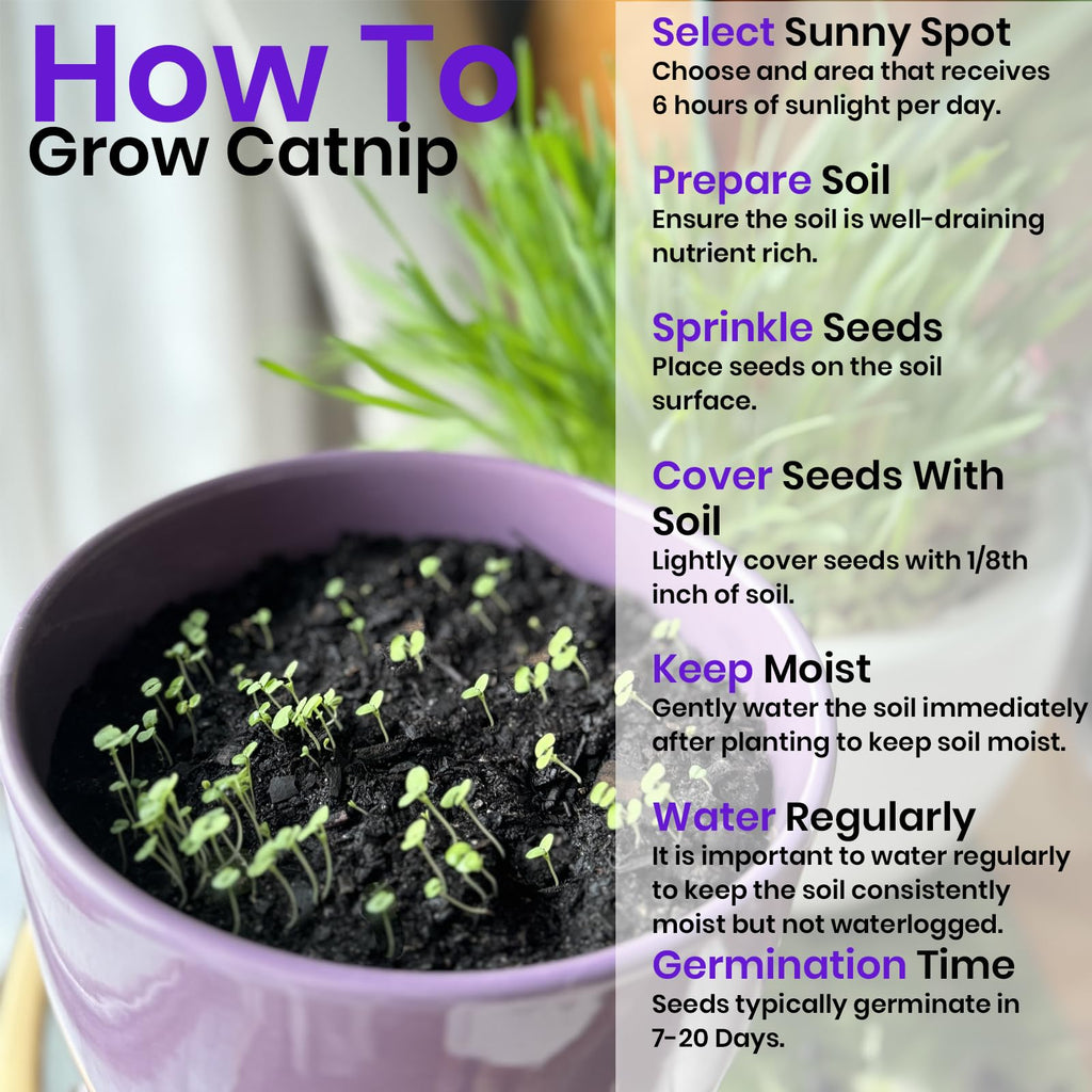 Cat Grass & Catnip Seeds 3 Pack Variety Kit R99485