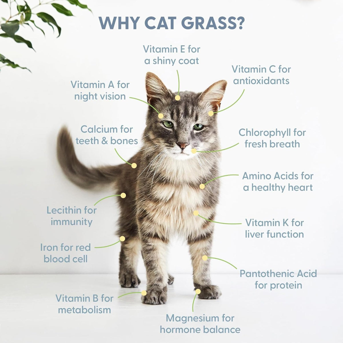 Cat Grass Growing Kit with Seed Mix, Soil and Two Planters T725074