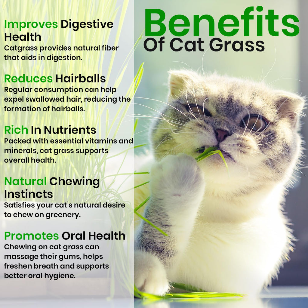 Cat Grass & Catnip Seeds 3 Pack Variety Kit R99485
