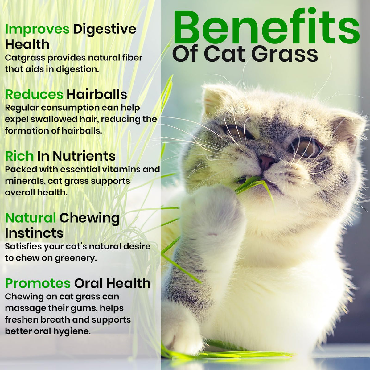 Cat Grass & Catnip Seeds 3 Pack Variety Kit R99485