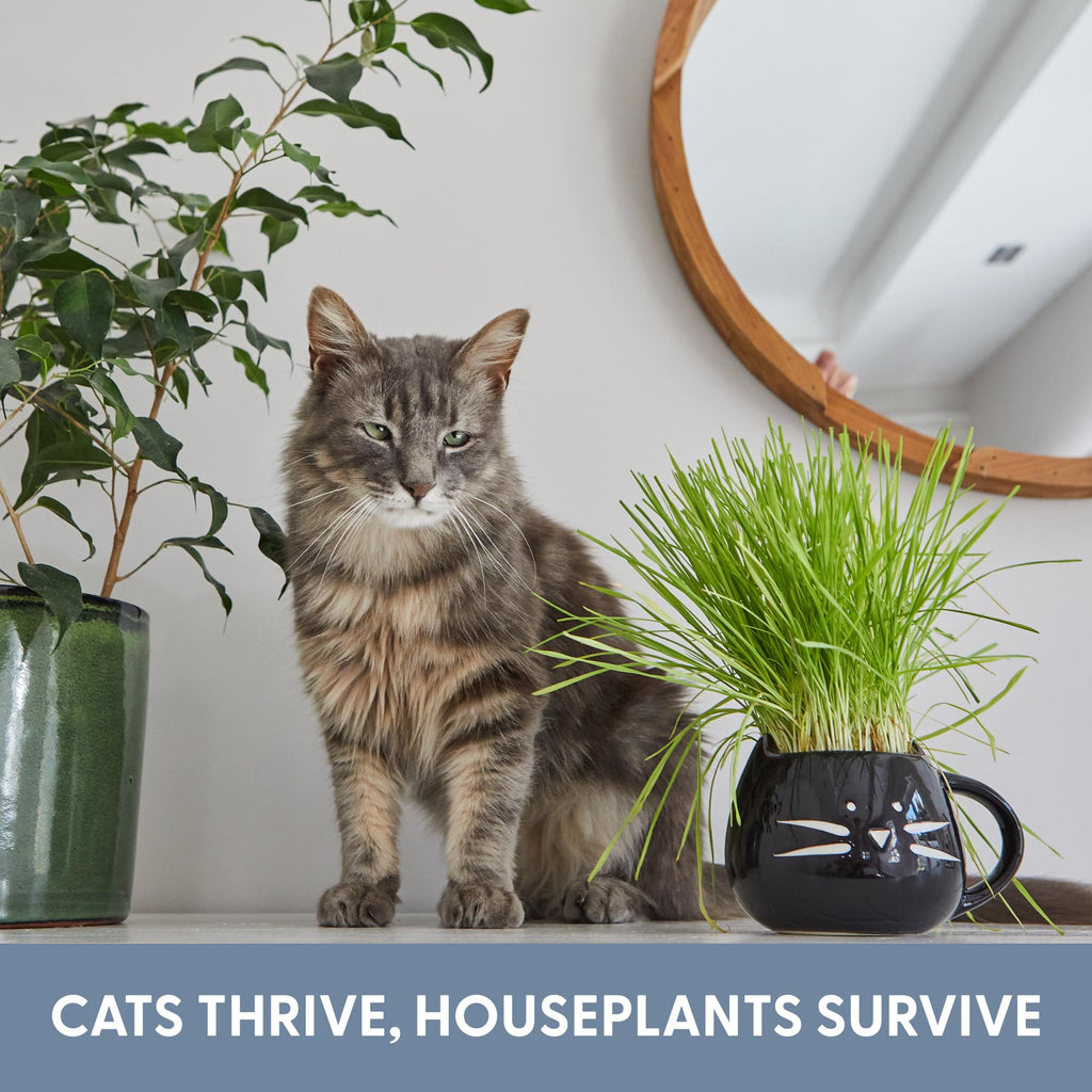 Cat Grass Growing Kit with Seed Mix, Soil and Two Planters T725074