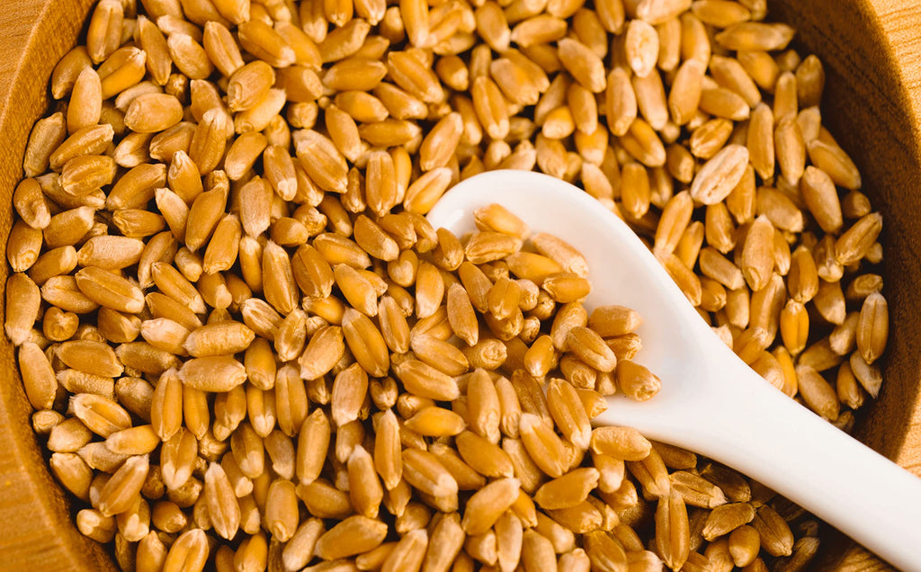 Hard Red Winter Wheat Berries 25 Pounds B622