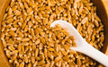 Hard Red Winter Wheat Berries 25 Pounds B622